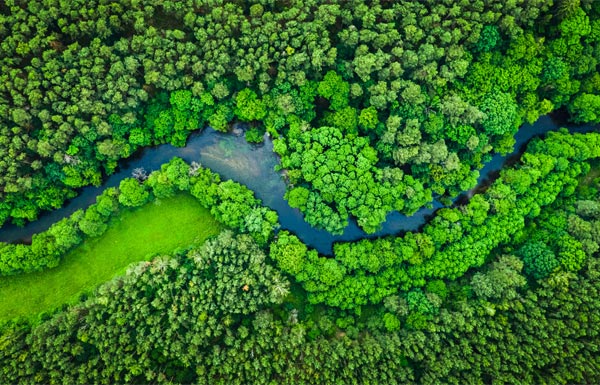 Bird's eye view of a river winding through a forest