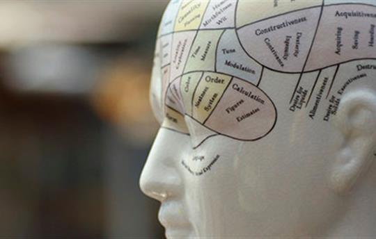 a mannequin head with parts of the brain written in black ink