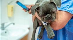 Veterinarian holding puppy in hand and writing on phone message to colleague for consultation