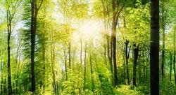 green forest with sun rays coming through