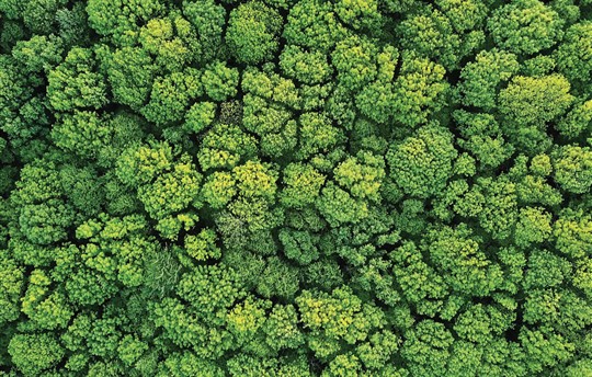Top view of a forest
