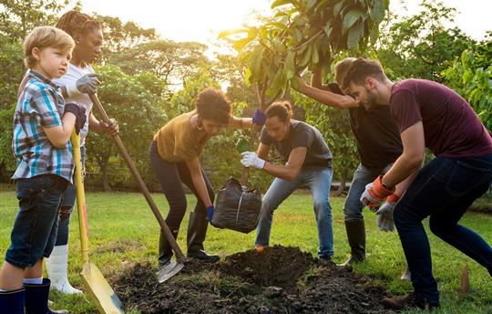 Group of people plant a tree together outdoors