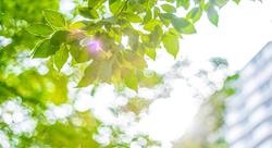 Upward view of tree leaves near a building with bright, sunny background